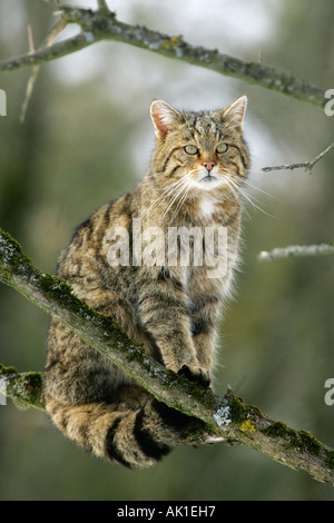 Comune Gatto selvatico europeo / Gatto Selvatico / Europaeische Wildkatze Foto Stock