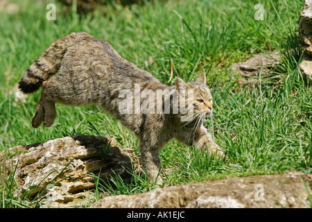 Comune Gatto selvatico europeo / Gatto Selvatico / Europaeische Wildkatze Foto Stock