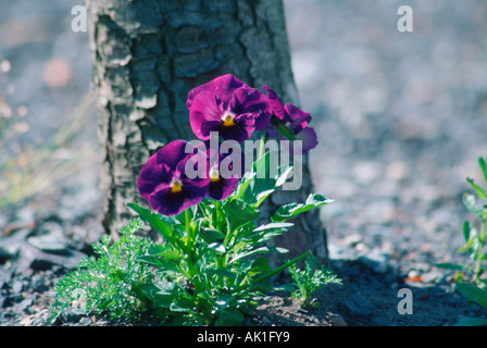 Pansy / Stiefmuetterchen Foto Stock