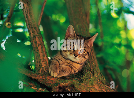 Tabby kitten fino ad un albero. Foto Stock