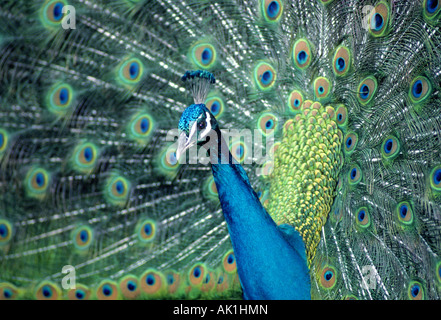 Un pavone un maschio Peafowl indiano Pavo cristatus diffondere la sua coda Foto Stock