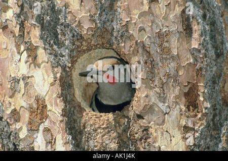 Red-Shafted o sfarfallio del Nord (Colaptus auratus) nel foro di nido Ponderosa Pine, Icicle Creek, Eastern Washington, Stati Uniti d'America Foto Stock