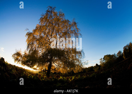 Autunno Autunno colori colori incandescente attraverso foglie d'argento betulla nel tardo pomeriggio la luce contro il cielo blu Shropshire Engla Foto Stock