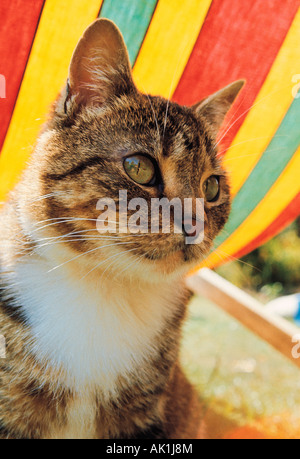 Ritratto all'aperto di pet cat. Foto Stock