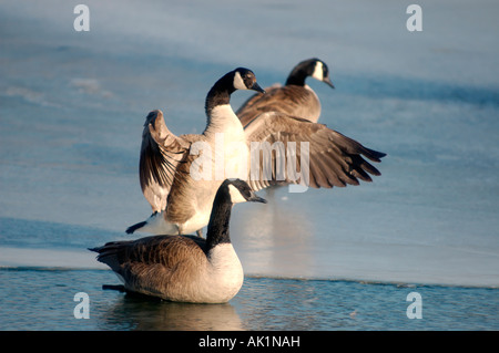 Fotografia di stock di tre oche canadesi su ghiaccio al cuore dell America park Omaha Nebraska USA Foto Stock