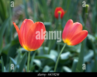Dettaglio di due tulipani rossi Foto Stock