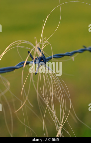 Deer Hair nel recinto Foto Stock