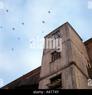 Magazzino abbandonato con piccioni flying overhead - Nottingham, Regno Unito Foto Stock