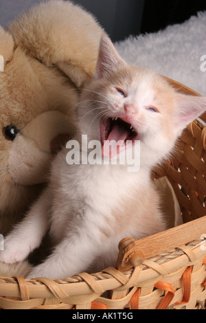 Un gattino in un cestello con il coniglio ripieno Foto Stock