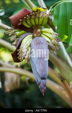 Banana Flower con giovane frutta nella campagna indiana. India Foto Stock