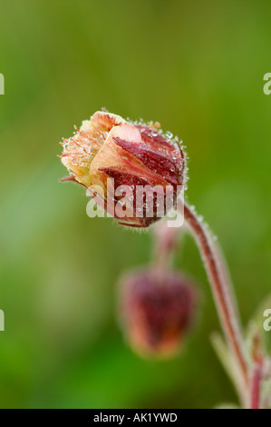 Acqua avens Geum rivale circa per aprire la Cornovaglia Foto Stock