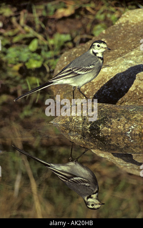Femmina pied wagtail; Motacilla alba ssp yarellii; ad acqua in inverno Cornovaglia Foto Stock