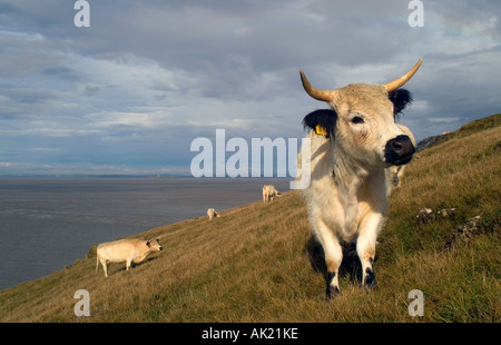 Parco bianco bestiame al Brean giù somerset Foto Stock