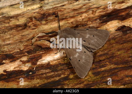 Mussola moth Diaphora mendica in appoggio su un log Cornovaglia Foto Stock