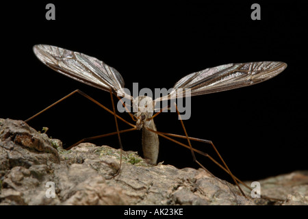 Gru fly Tipula oleracea ali stese close up Foto Stock