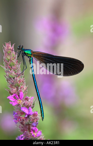 Belle demoiselle Calopteryx virgo maschio su purple loosestrife estate Cornovaglia Foto Stock