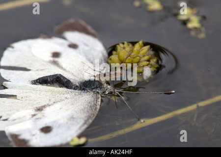 Pond skater Gerris lacustris alimentazione sulle morti bianche di grandi dimensioni butterfly Sarcococca brassicae in un laghetto in giardino Cornovaglia Foto Stock