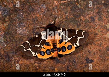 Giardino tiger moth Arctia caja estate Cornovaglia Foto Stock