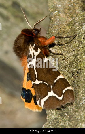 Giardino tiger moth Arctia caja estate Cornovaglia Foto Stock