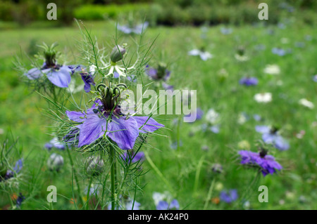 Amore nella nebbia Nigella damascena a godolphin giardino estivo in Cornovaglia Foto Stock