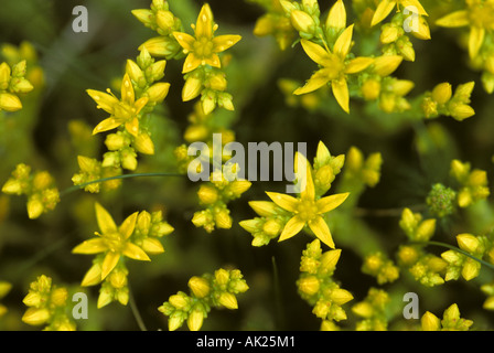 Mordere stonecrop Sedum acre Cornovaglia Foto Stock