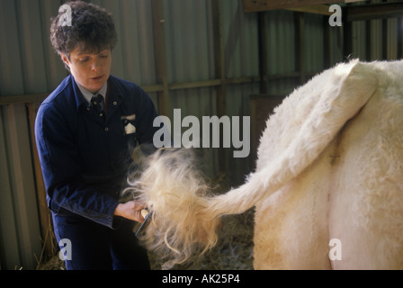 County Show.Newark Nottinghamshire Inghilterra Nottingham. Pelosità fino alla coda di una mucca preparazione per gli anni novanta anni novanta HOMER SYKES Foto Stock