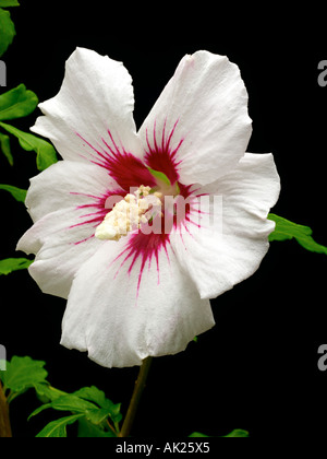 fiore dell'ibisco Foto Stock