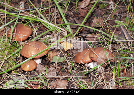 Un gruppo di funghi Suillus Suillus luteus Foto Stock