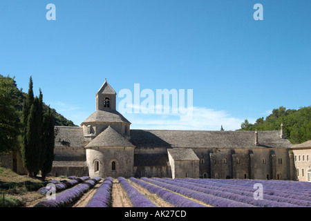 Campi di lavanda di fronte all'Abbaye de Senanque, Provenza, Francia Foto Stock