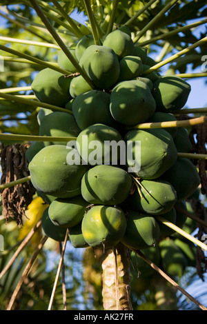 Carica papaya. Papaya frutto su albero in India Foto Stock