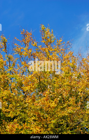 Il fogliame autunnale sul faggio nel Delamere Forest nel Cheshire. Foto Stock