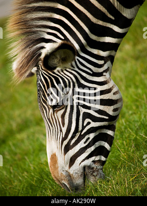 Una testa della Zebra Foto Stock