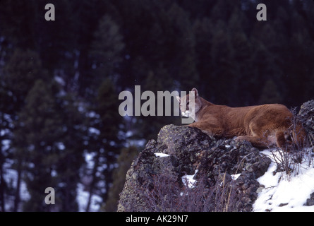 Mountain lion per orologi in preda da una scarpata rocciosa Foto Stock