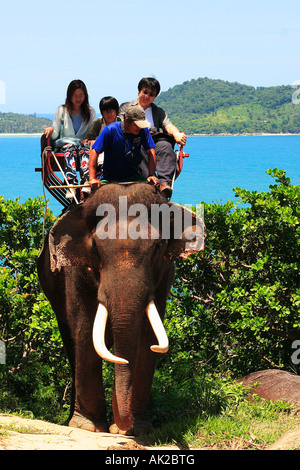 Elefante asiatico Foto Stock