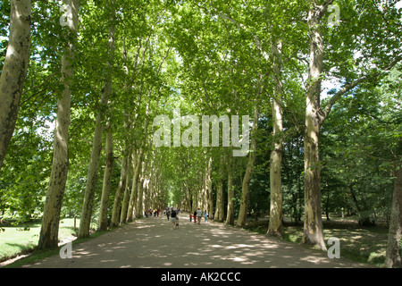 Il vialetto che conduce fino al Chateau de Chenonceau, La Valle della Loira, Francia Foto Stock