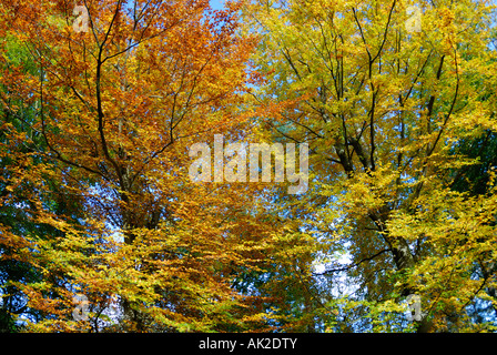 Il fogliame autunnale sul faggio nel Delamere Forest nel Cheshire. Foto Stock