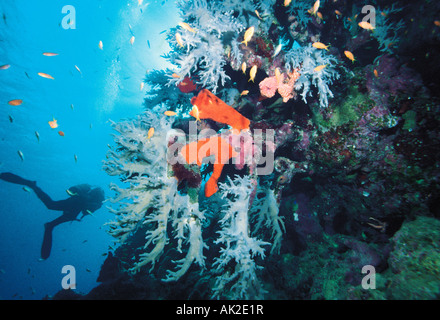 L'Egitto. Mar Rosso. Underwater scuba diver silhouette sopra barriera corallina con il grigio coralli molli e spugne rosse. Foto Stock