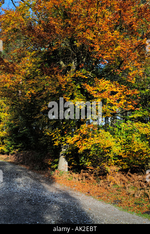 Fila di faggi accanto alla pista forestale in Delamere Forest. Foto Stock