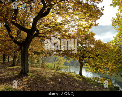 I colori autunnali ROYAL Foresta di Dean Gloucestershire Foto Stock