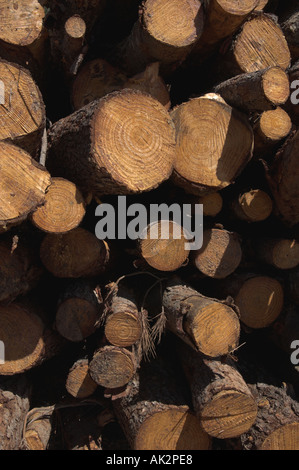 Pila di legno tagliato Foto Stock
