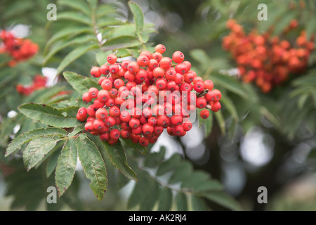 Chiusura del grappolo di bacche rosse di rowan tree, mountain ash- Sorbus aucuparia, Foto Stock