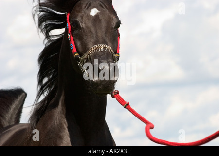 Nero cavallo arabo presso l'evento egiziano Europa in Iffezheim vicino a Baden Baden Germania Agosto 2005 Foto Stock