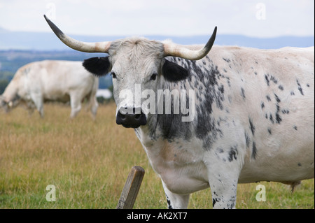 Parco bianco bestiame al Chatelherault Country Park vicino a Hamilton, South Lanarkshire, Scozia Foto Stock