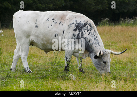 Parco bianco bestiame al Chatelherault Country Park vicino a Hamilton, South Lanarkshire, Scozia Foto Stock