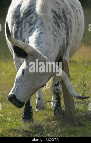Parco bianco bestiame al Chatelherault Country Park vicino a Hamilton, South Lanarkshire, Scozia Foto Stock