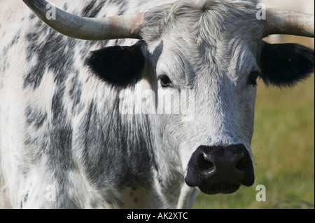 Parco bianco bestiame al Chatelherault Country Park vicino a Hamilton, South Lanarkshire, Scozia Foto Stock