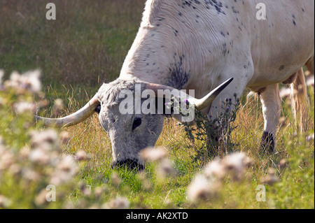 Parco bianco bestiame al Chatelherault Country Park vicino a Hamilton, South Lanarkshire, Scozia Foto Stock
