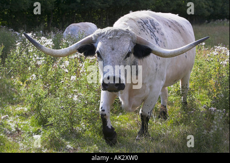 Parco bianco bestiame al Chatelherault Country Park vicino a Hamilton, South Lanarkshire, Scozia Foto Stock