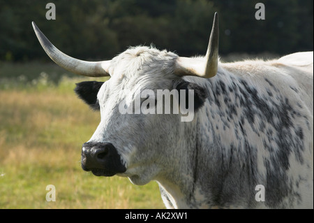Parco bianco bestiame al Chatelherault Country Park vicino a Hamilton, South Lanarkshire, Scozia Foto Stock