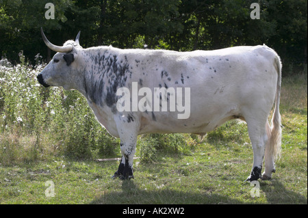 Parco bianco bestiame al Chatelherault Country Park vicino a Hamilton, South Lanarkshire, Scozia Foto Stock
